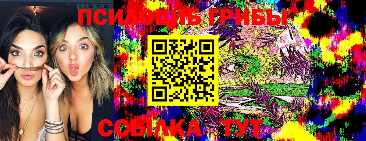 Псилоцибиновые грибы Psilocybe Новосибирск